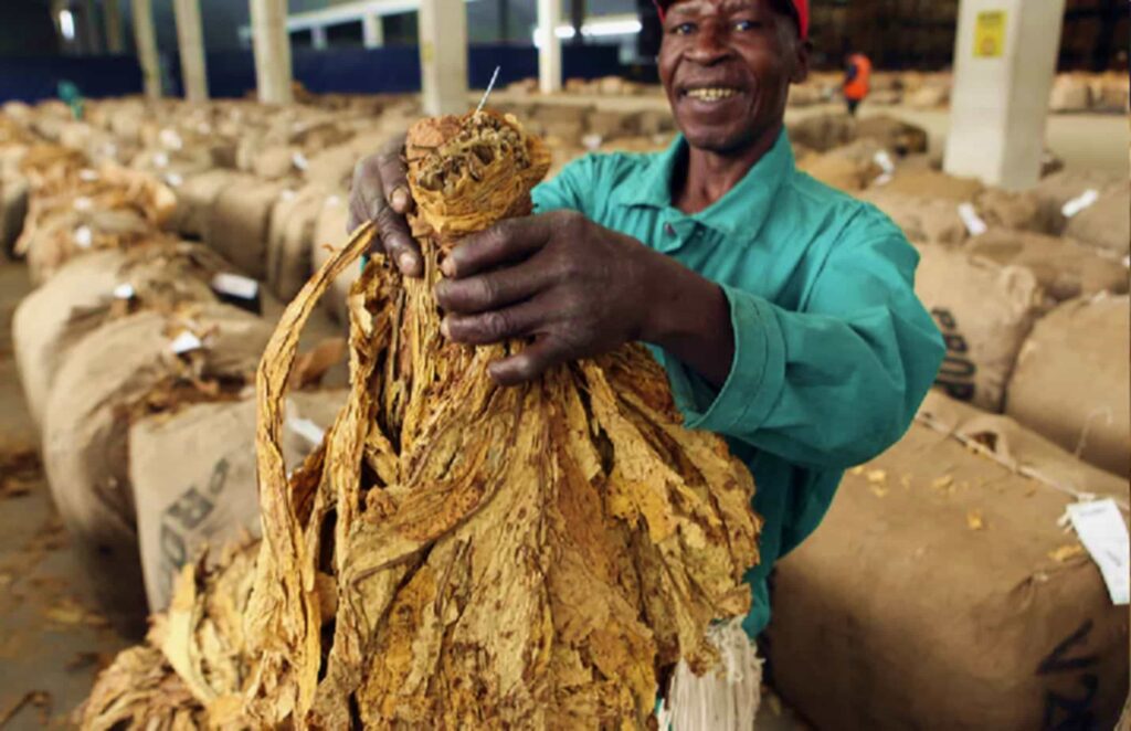 Фермеры на табачном аукционе в Зимбабве